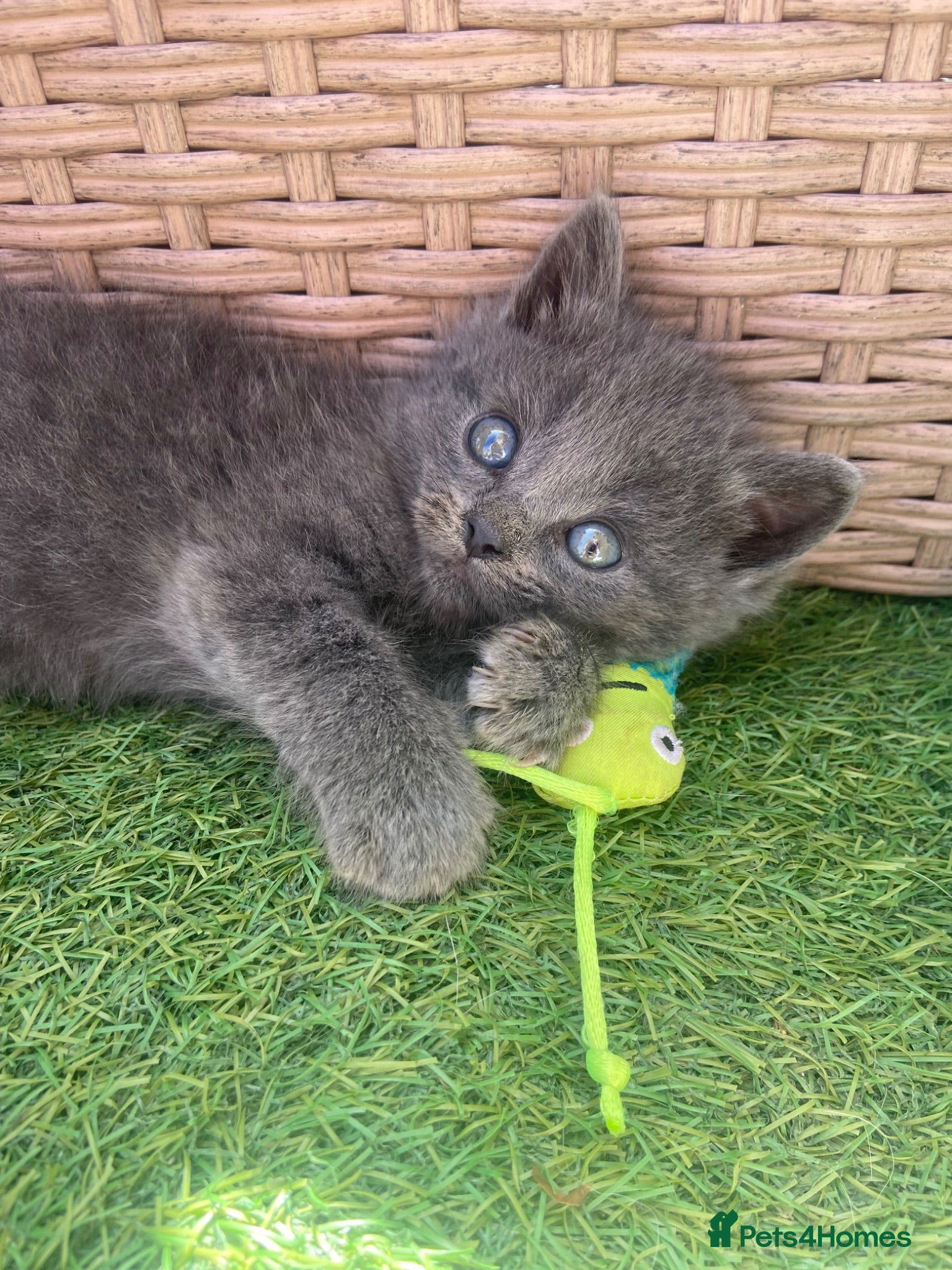 Mixed Breed cats for sale: 4 fluffy kittens - Advert 1