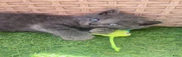 Mixed Breed cats for sale: 4 fluffy kittens - Advert 7