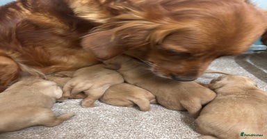 Golden Retriever dogs - Advert 4