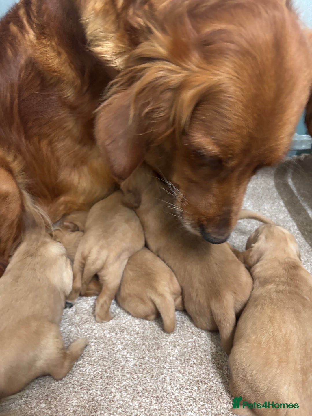 Golden Retriever dogs for sale:  Golden retriever puppies  - Advert 2