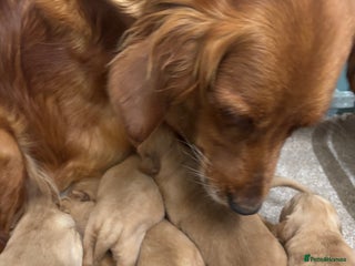 Golden Retriever dogs - Advert 4