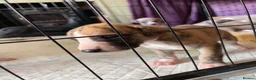 Whippet dogs for sale: Beautiful Whippet puppy's for sale - Advert 23