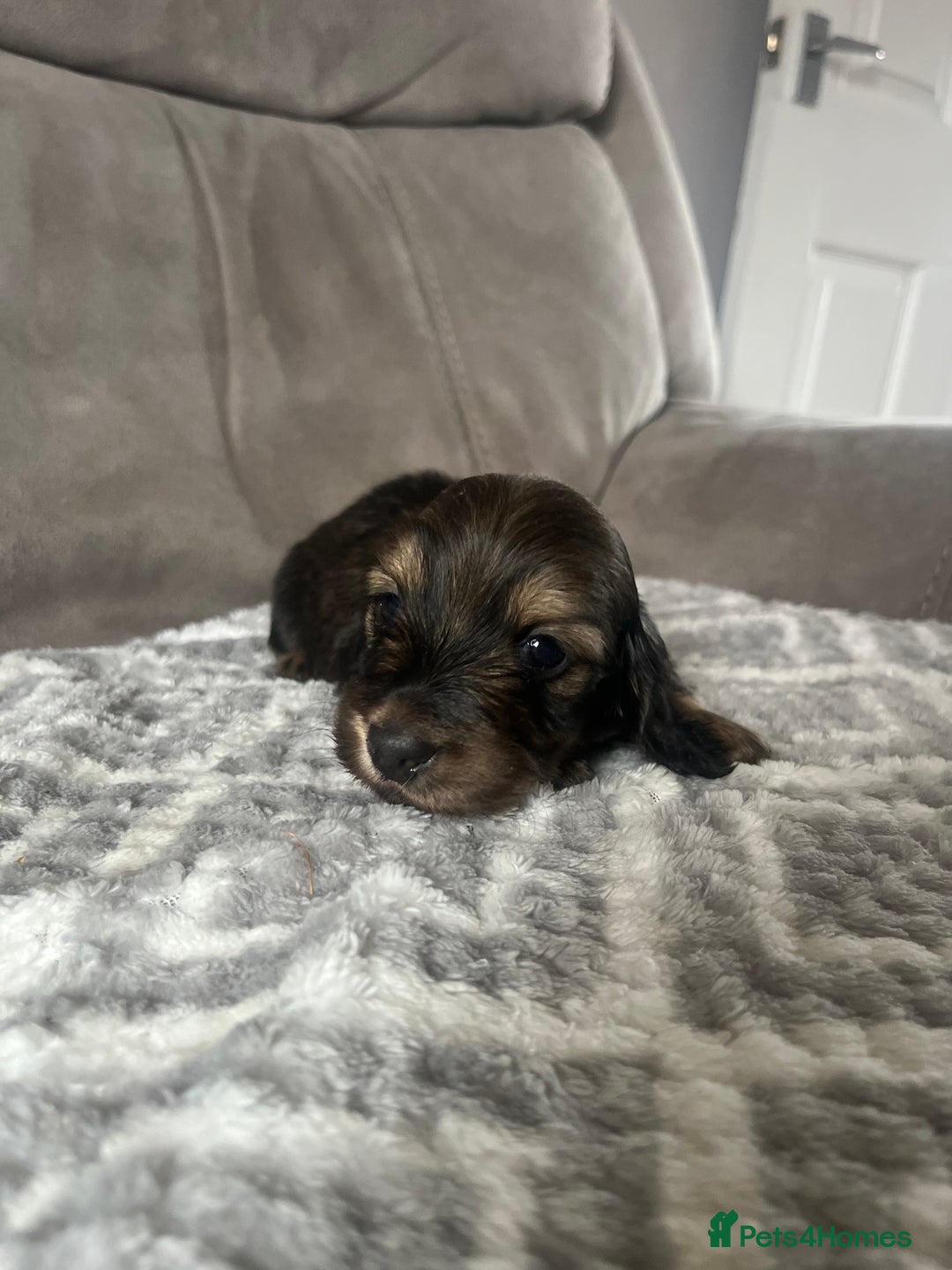 Miniature Dachshund dogs for sale: KC Longhaired Miniature Dachshunds  - Image 35