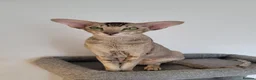 Oriental cats for sale:  Chocolate Ticked Tabby Female  Loving Home Wanted - Advert 2