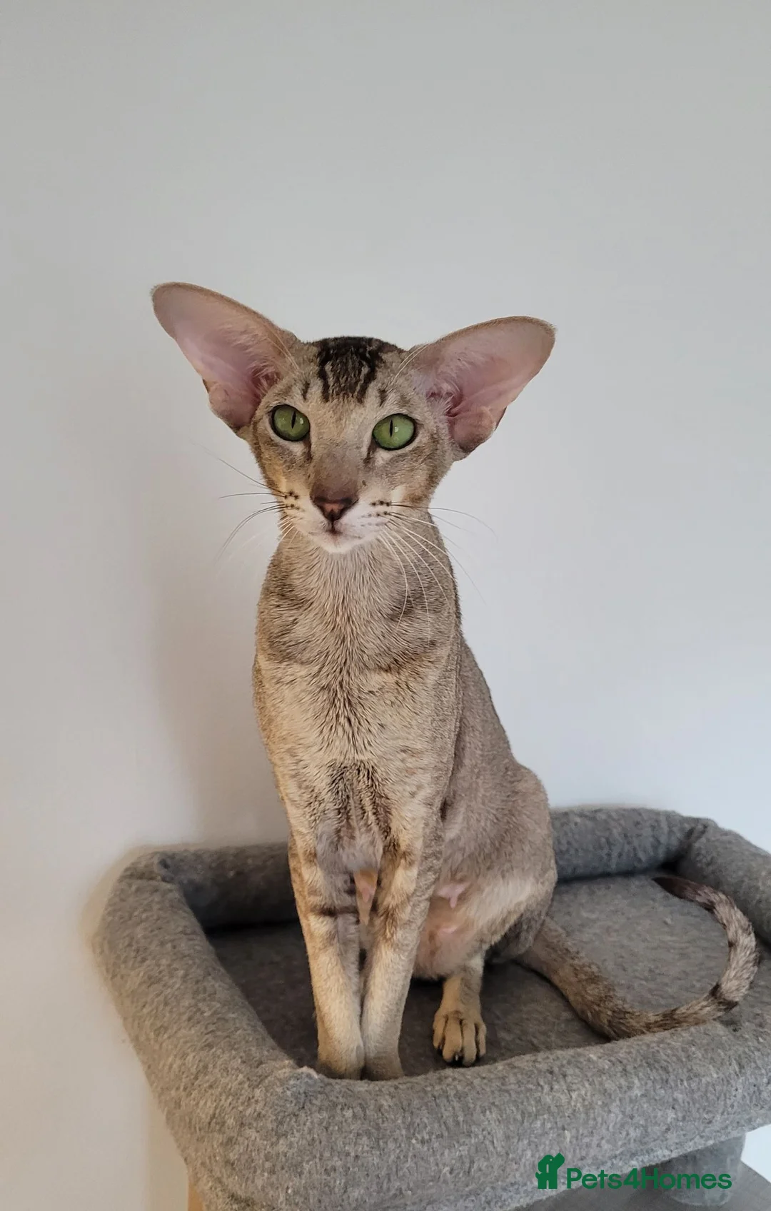 Oriental cats for sale:  Chocolate Ticked Tabby Female  Loving Home Wanted - Advert 2