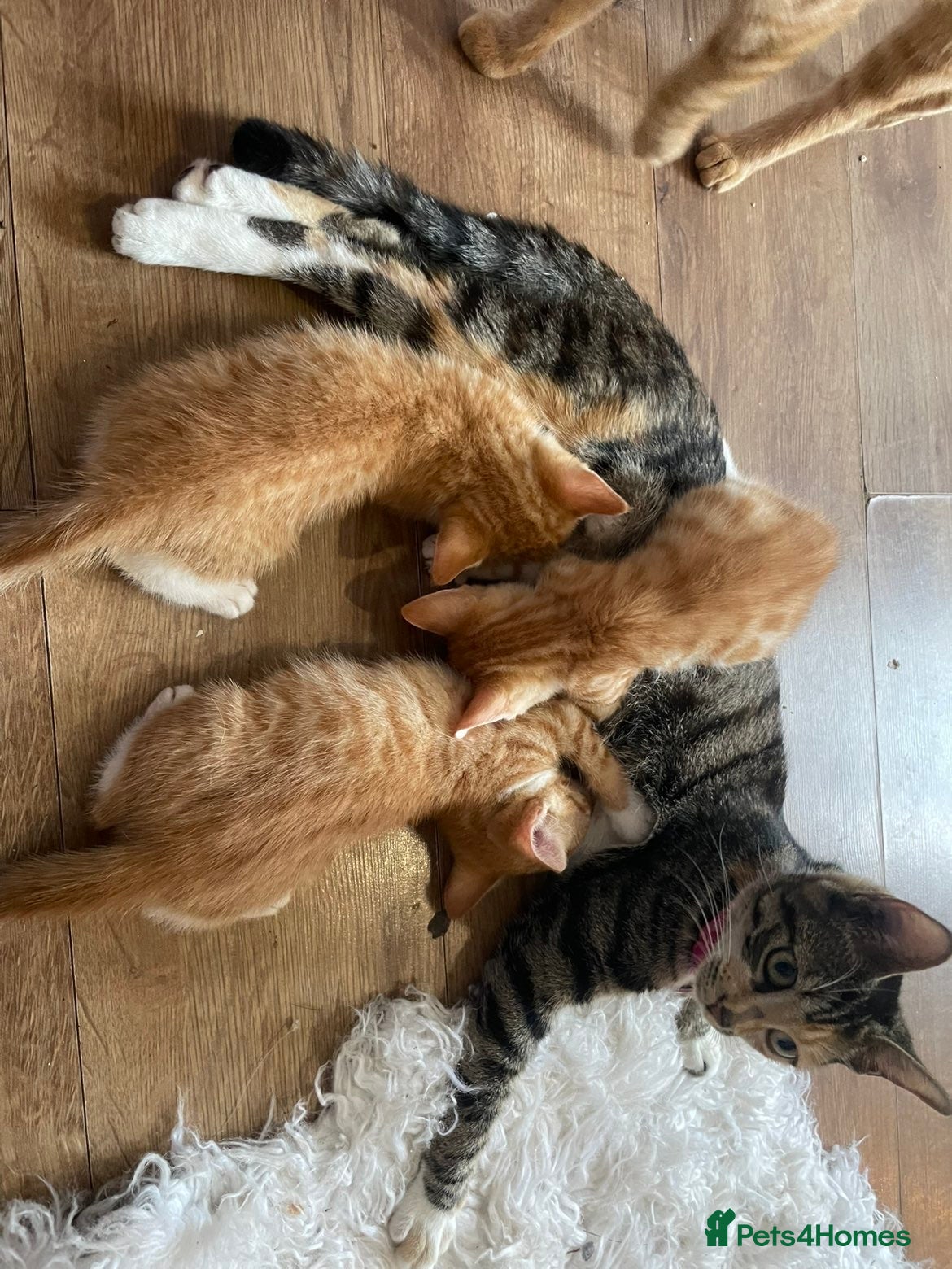 Mixed Breed cats for sale: beautiful orange babies - Advert 3