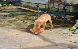 Hungarian Vizsla dogs for sale: PEDIGREE HUNGARIAN VIZLA GIRL 6 Months Old. - Image 8
