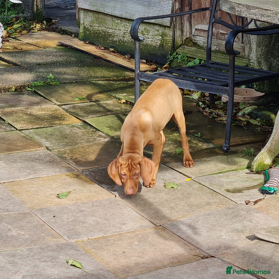 Hungarian Vizsla dogs for sale: PEDIGREE HUNGARIAN VIZLA GIRL 6 Months Old. - Image 8