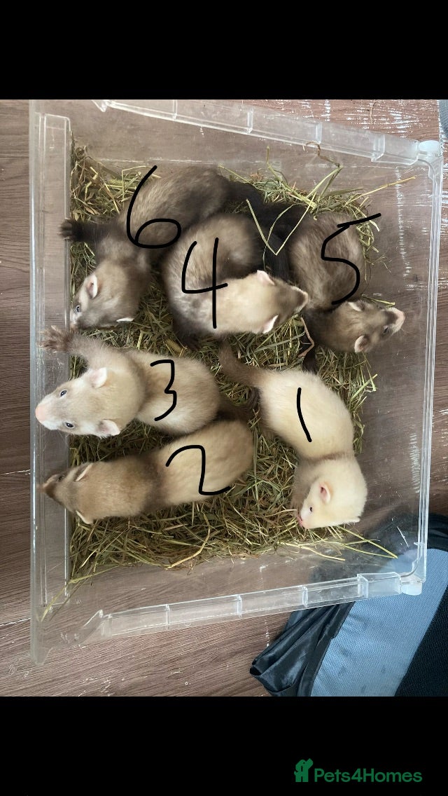 Ferret rodents ferret kits ready 5th July  - Advert 23