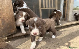 Border Collie dogs for sale: Working chocolate border collies  - Image 12