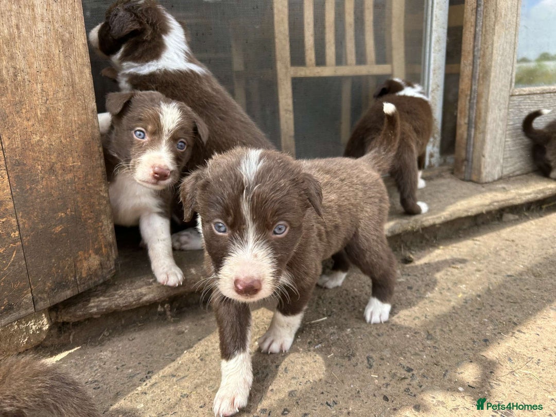 Border Collie dogs for sale: Working chocolate border collies  - Image 12