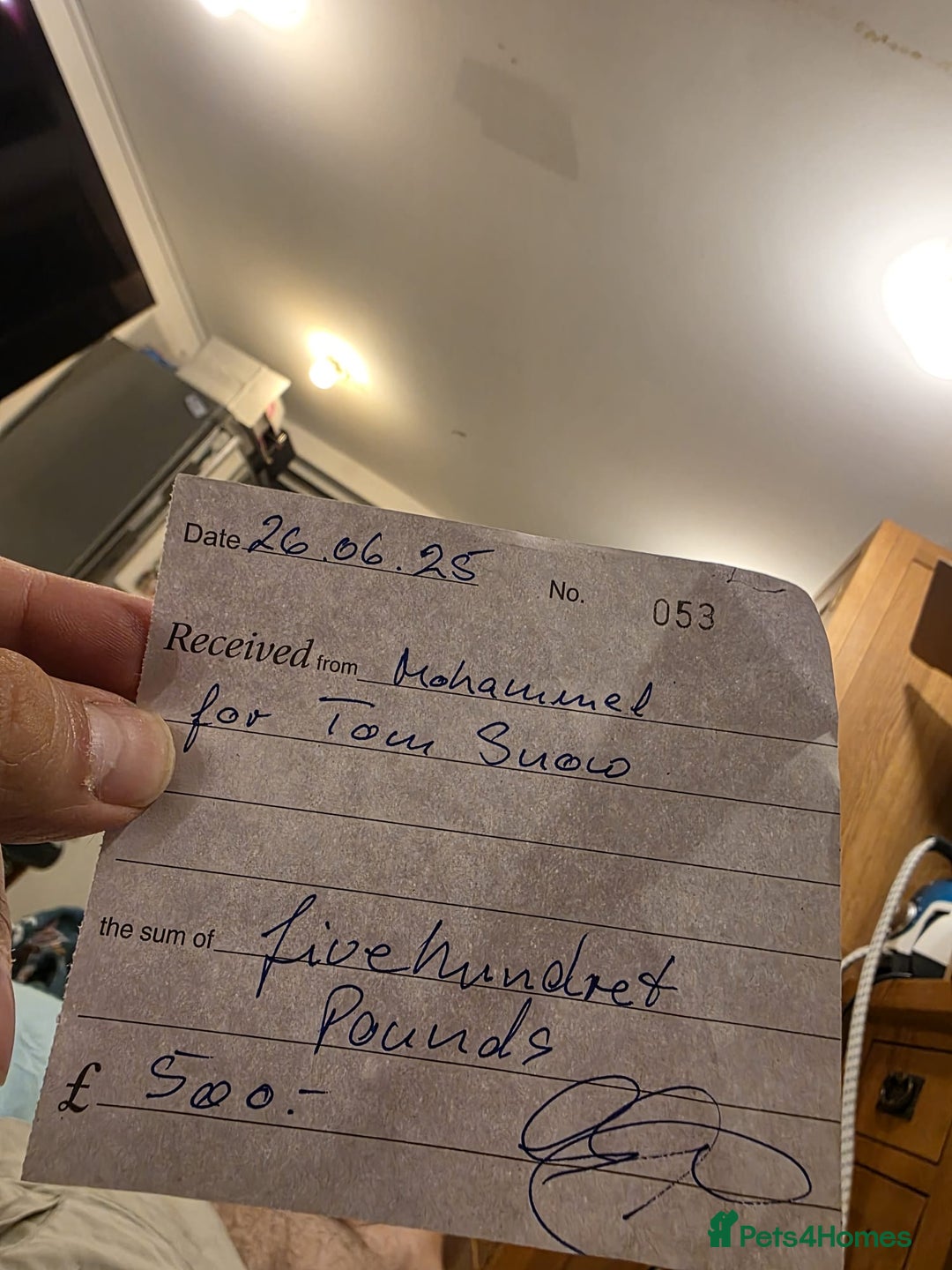 Siberian cats for sale: Siberian Kittens Super Friendly 💕🐾 - Image 15