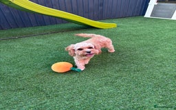 Cavapoo dogs for sale: Cavapoo - Image 7