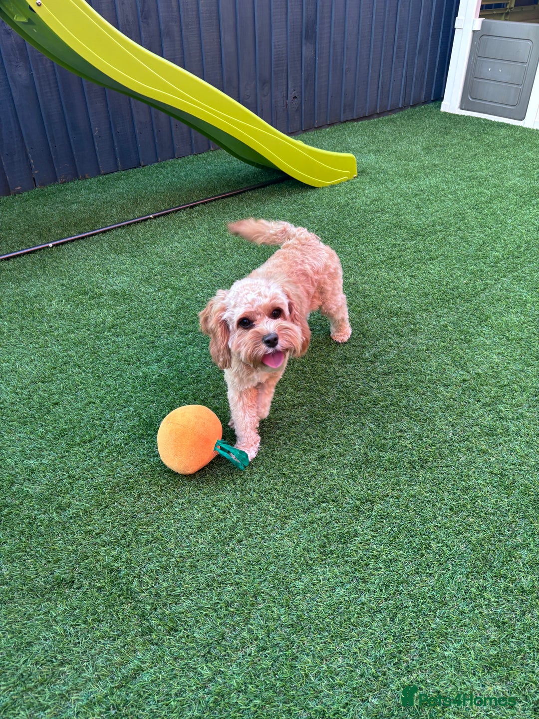 Cavapoo dogs for sale: Cavapoo - Image 7