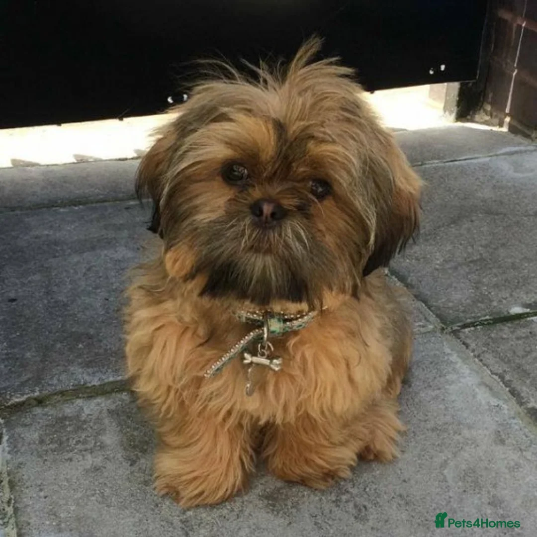 Shih Tzu dogs for stud: Shih tzu stud (Proven) not for sale in Glasgow - Advert 20