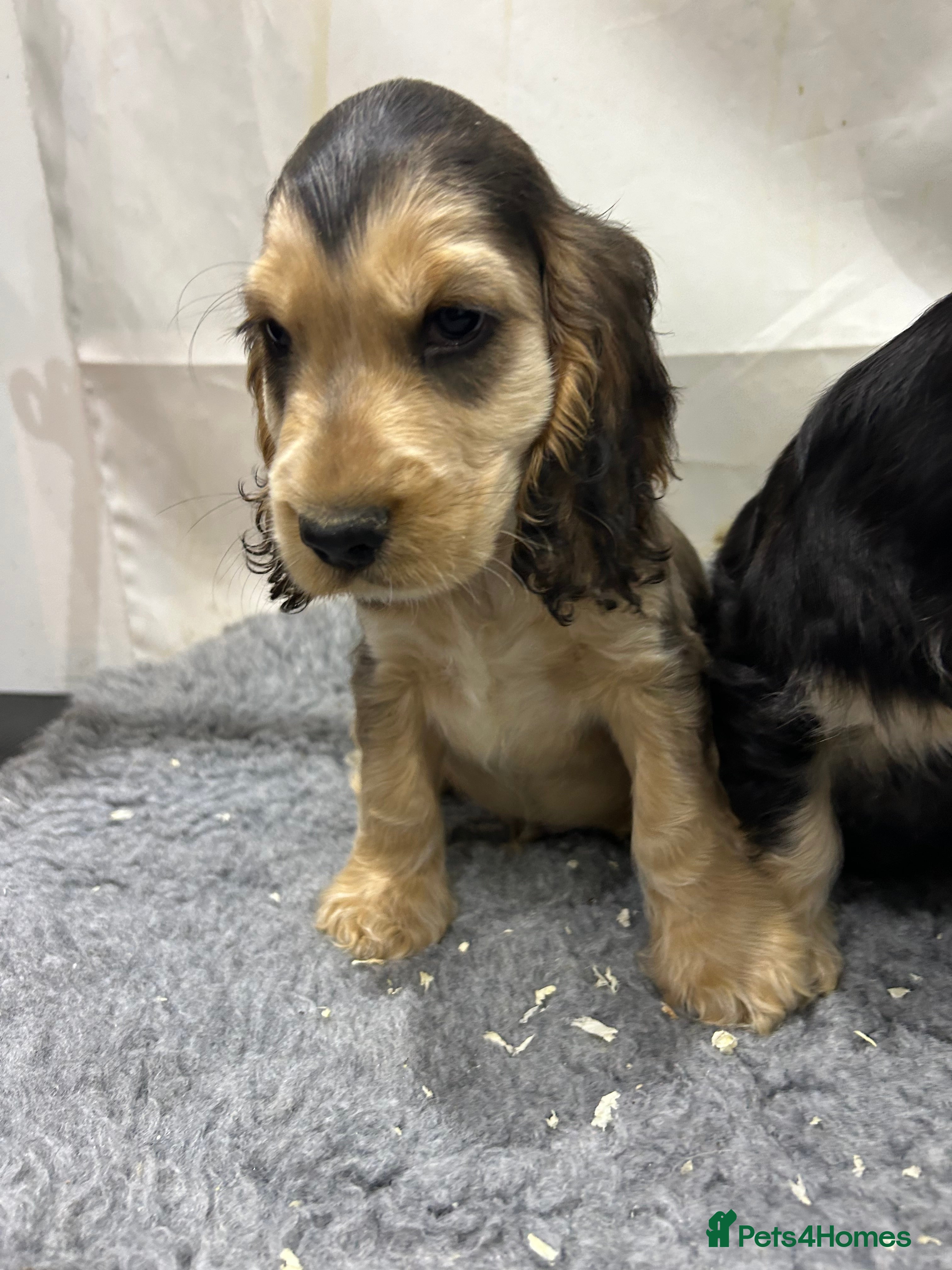 Cocker Spaniel dogs KC registered, health tested, Show cocker spaniels - Advert 11