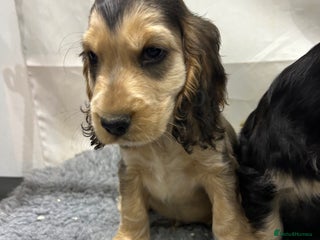 Cocker Spaniel dogs KC registered, health tested, Show cocker spaniels - Advert 2