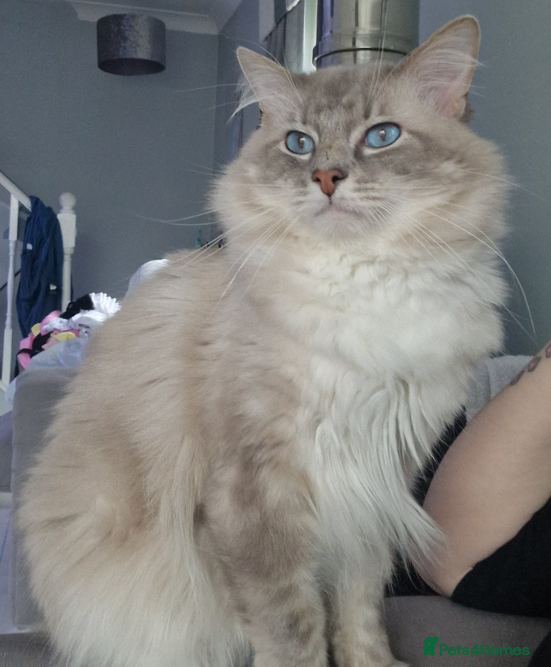 Ragdoll cats for stud: Handsome blue lynx Ragdoll for stud in Bathgate - Image 7