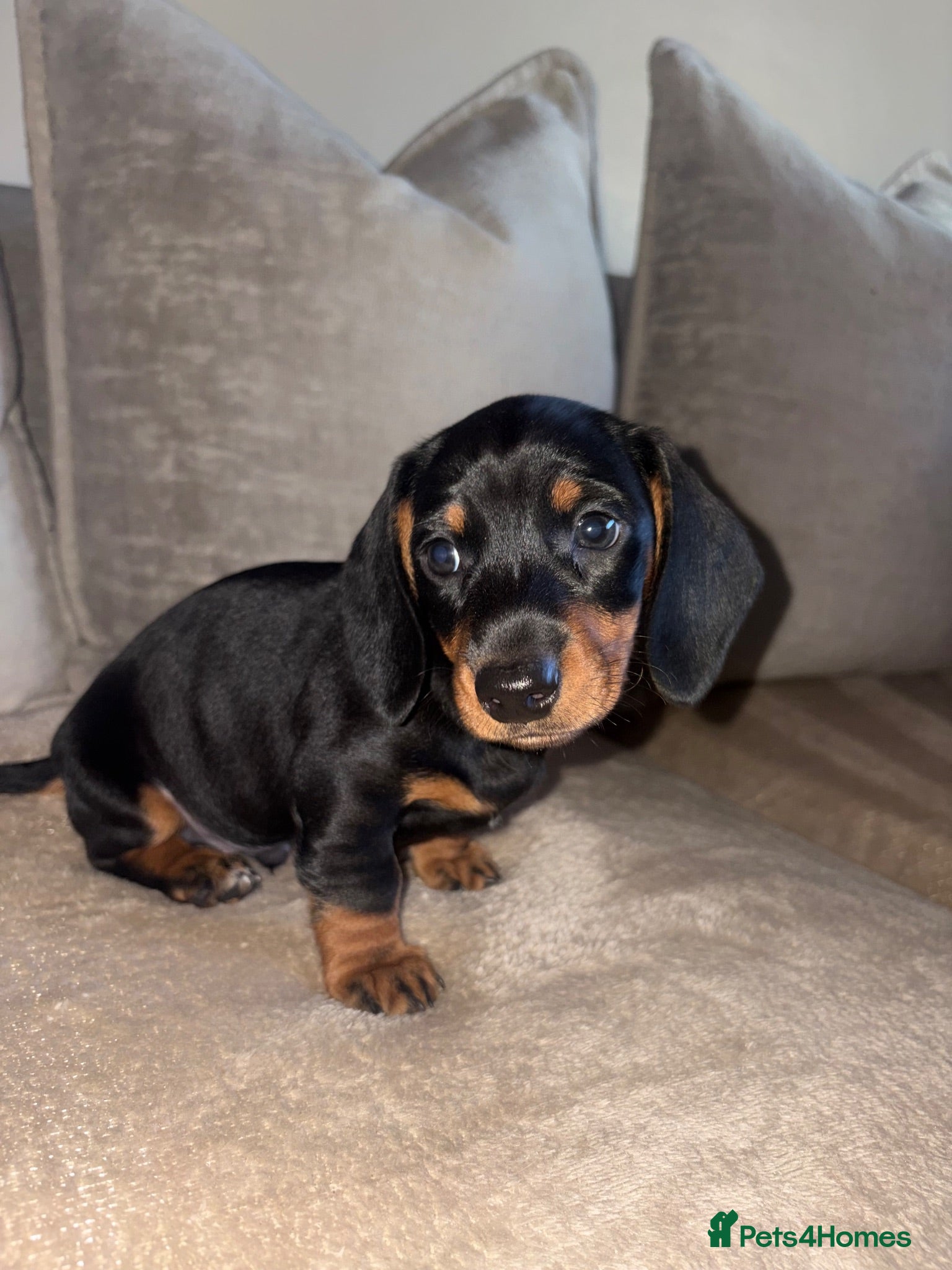 Miniature Dachshund dogs Beautiful Miniature Dachshund Puppies 🐾❤️ - Advert 1