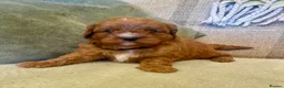 Cavapoo dogs for sale: 🐾 Outstanding deep red TOY F1 Cavapoos 🐾 in Southport - Advert 6