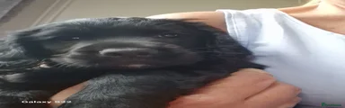 Cocker Spaniel 2