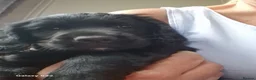 Cocker Spaniel dogs for sale: Gorgeous cocker spaniel puppies  in Herne Bay - Advert 3