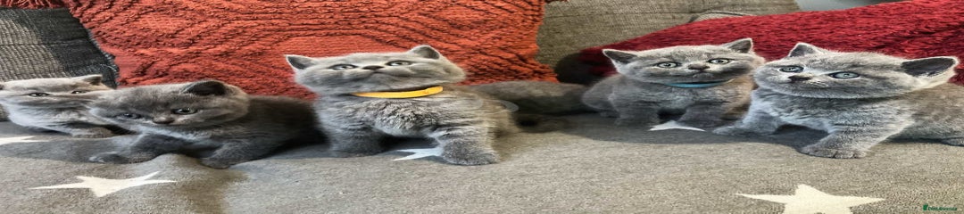 British Shorthair 