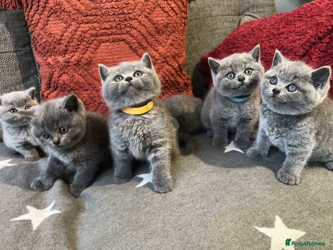 Mixed Breed cats for sale: ⭐️ Stunning Chunky British Shorthair Kittens 🐾 - Image 2