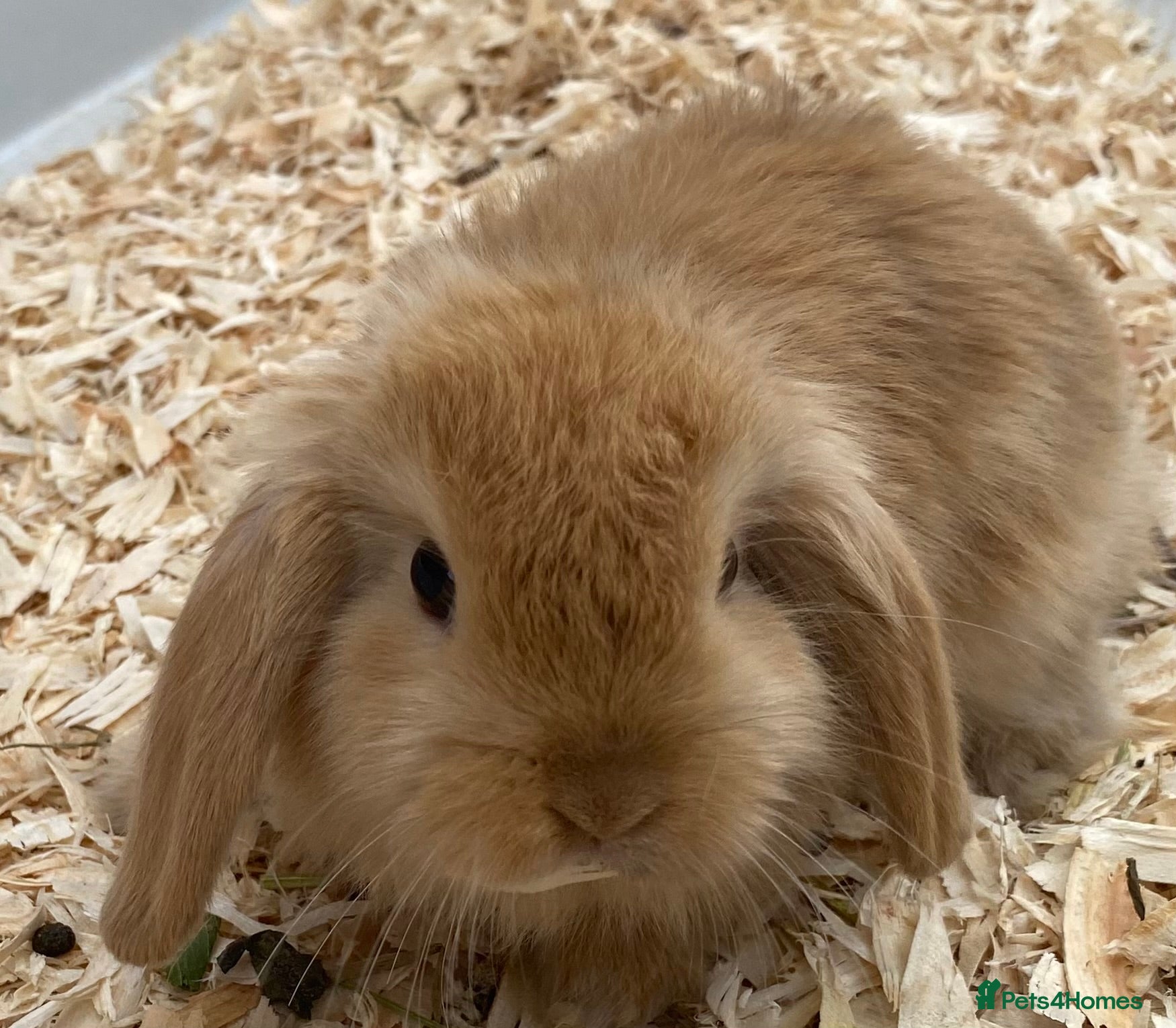 Mini Lop rabbits STUNNING PURE BREED MINI LOPS AMAZING COLOURS  - Advert 10