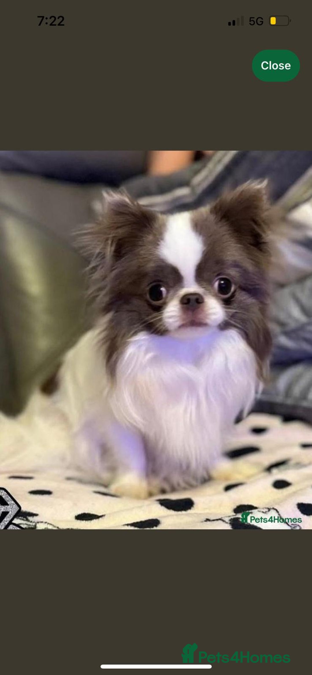 Chihuahua dogs for sale: Russian/Thai Chihuahua  - Advert 2