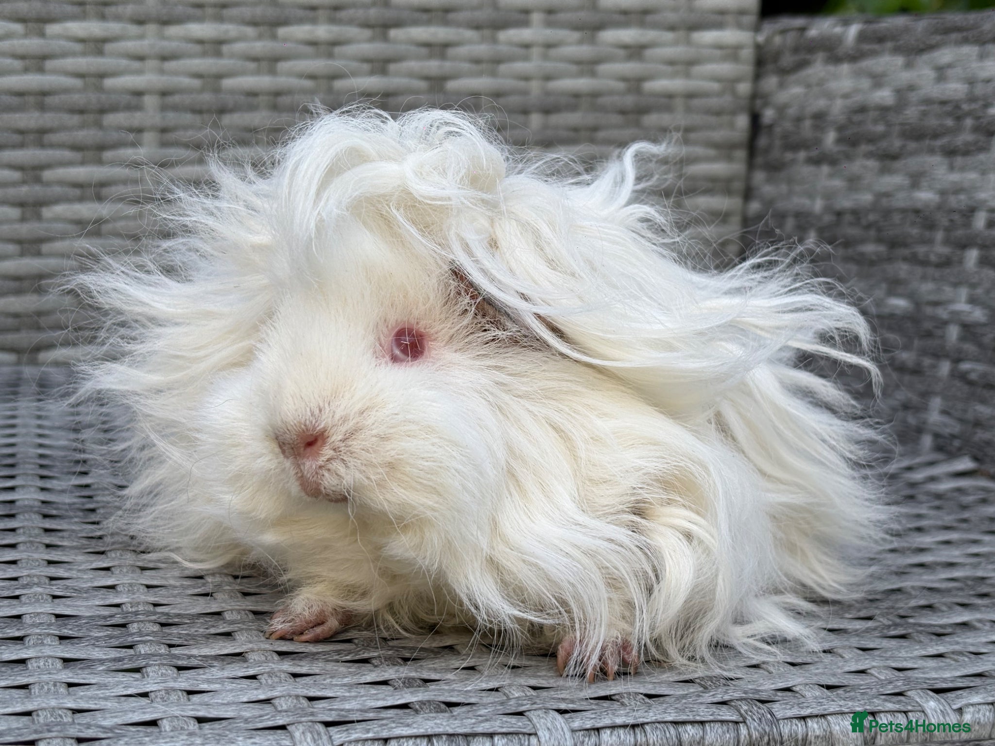Guinea Pig rodents for sale: Purebred Lunkarya - Advert 8
