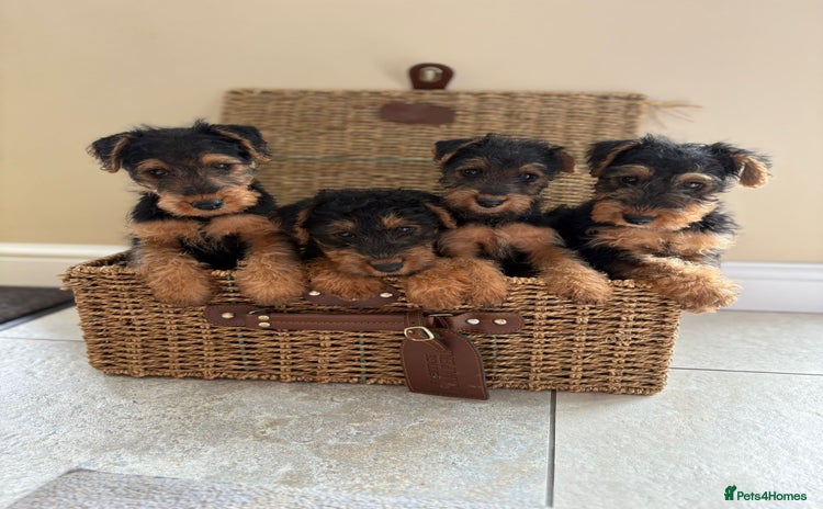 Welsh Terrier dogs - Advert 1