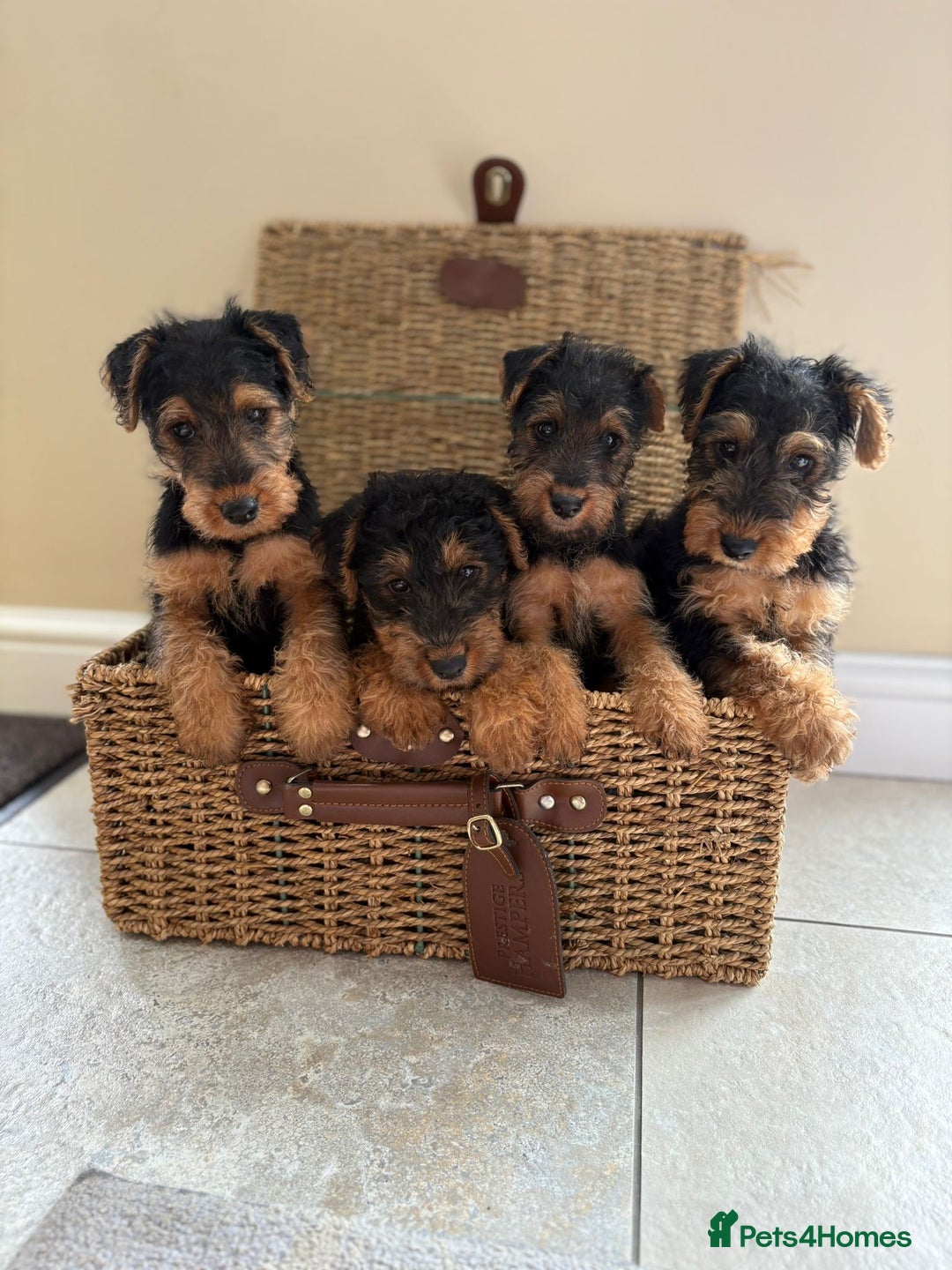 Welsh Terrier dogs for sale: Stunning KC Welsh Terriers - Image 1