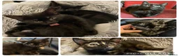 Mixed Breed cats for sale: 6 sweet kittens looking for a loving home! - Advert 1