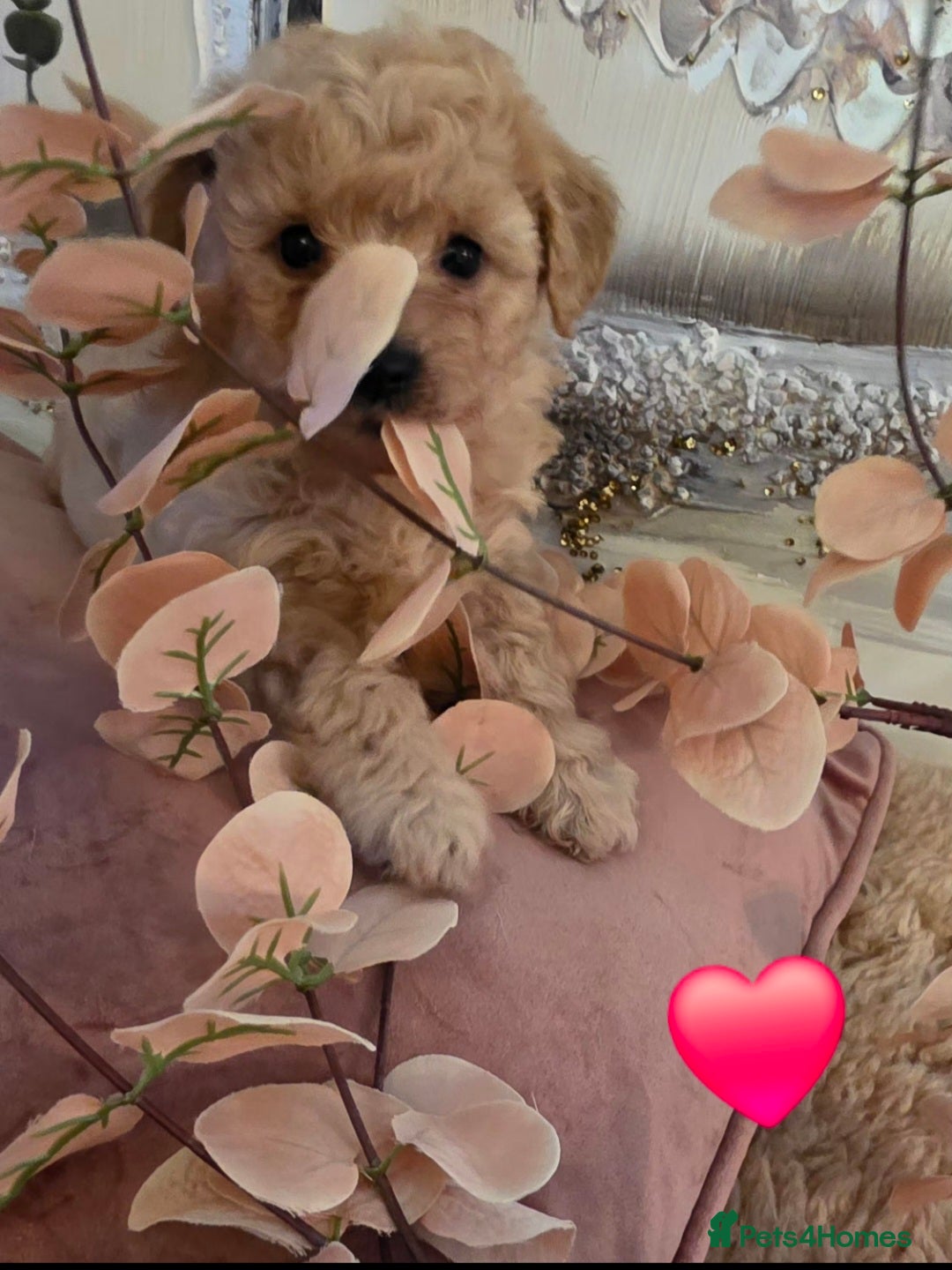 Mixed Breed dogs Maltipoo puppies  - Advert 2