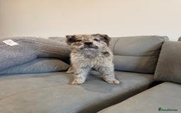 Chow Chow dogs for sale: Amazing chows  price reduced  in Enfield - Image 21