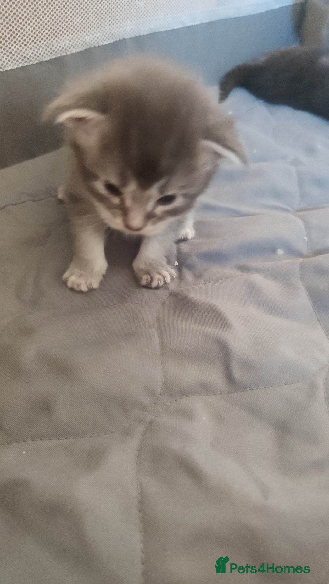 Maine Coon cats for sale: Tica Reg and fully health tested - Advert 25