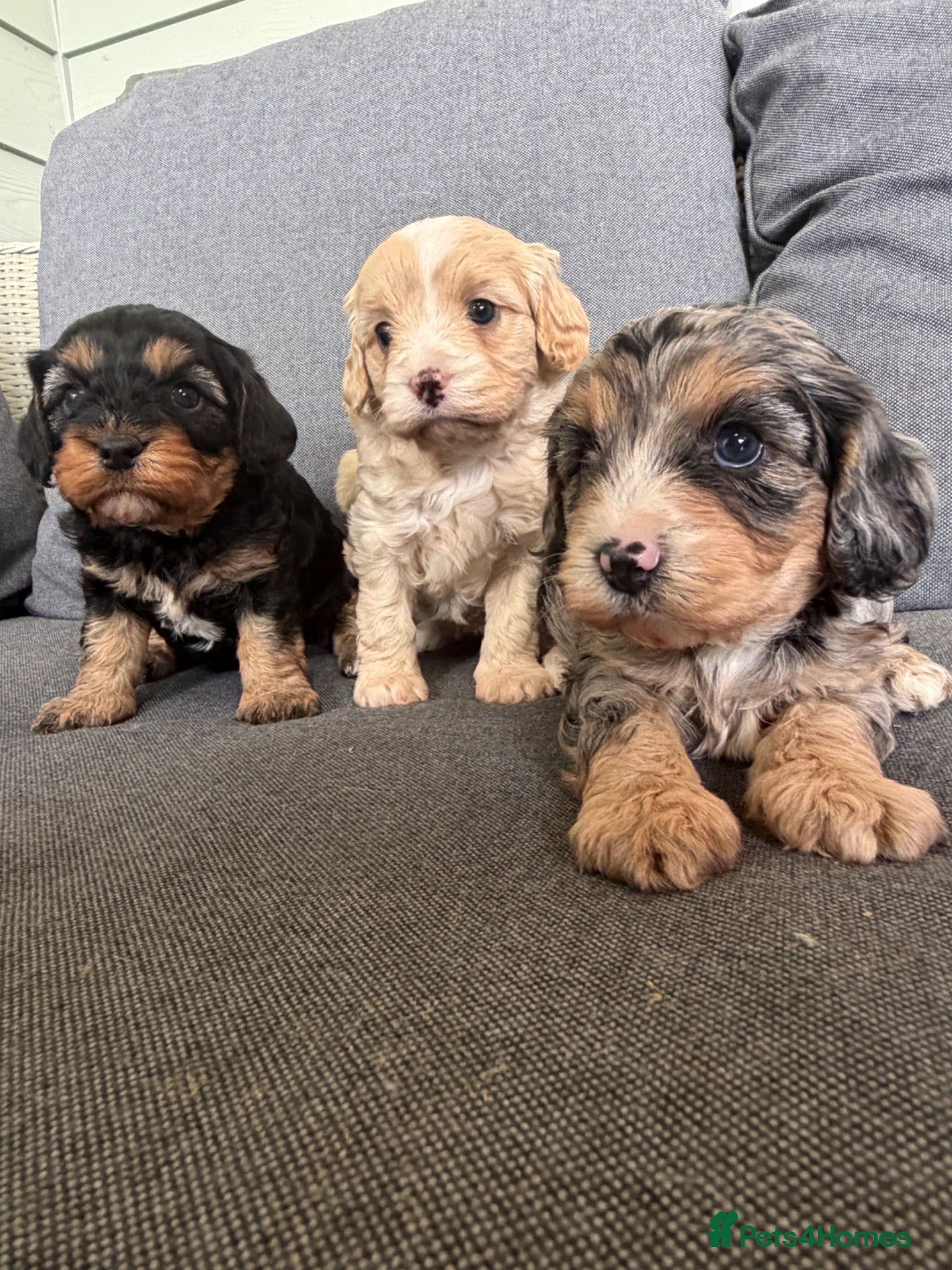 Cavapoo dogs F1 Beautiful cavapoo puppies Health tested parents - Advert 17