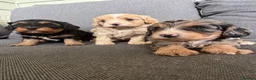 Cavapoo dogs for sale: 1 Girl Remaining READY NOW Health tested parents - Advert 11