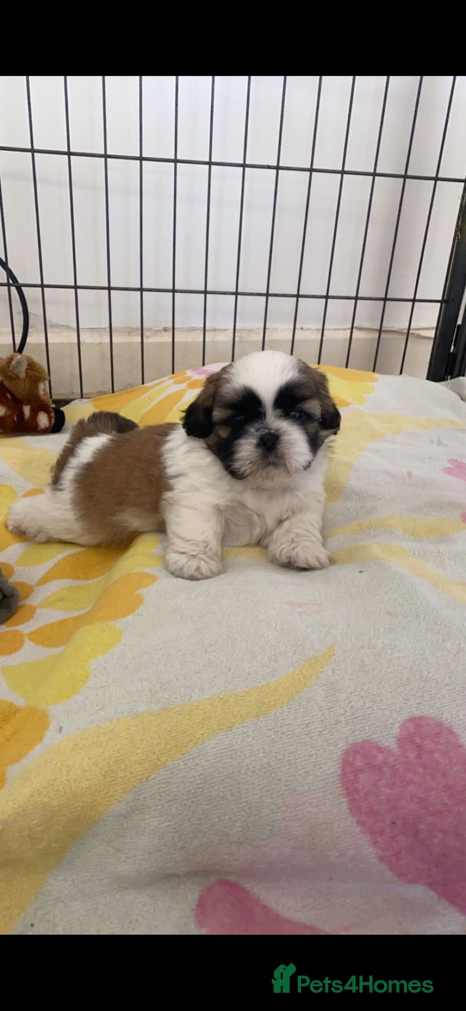 Shih Tzu dogs Beautiful litter of Shih Tzu puppies - Advert 1