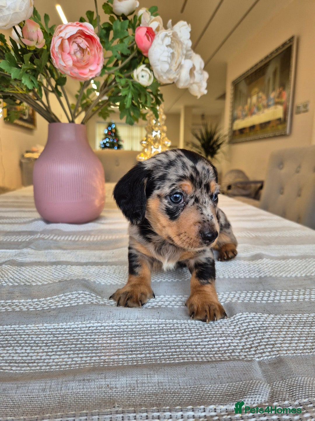 Dachshund dogs for sale: 💙Miniature Dachshund puppies! First litter!🩷  - Advert 9