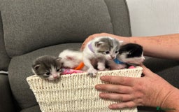 Mixed Breed cats for sale: Beautiful kittens 3 girls 1 boy  - Image 1