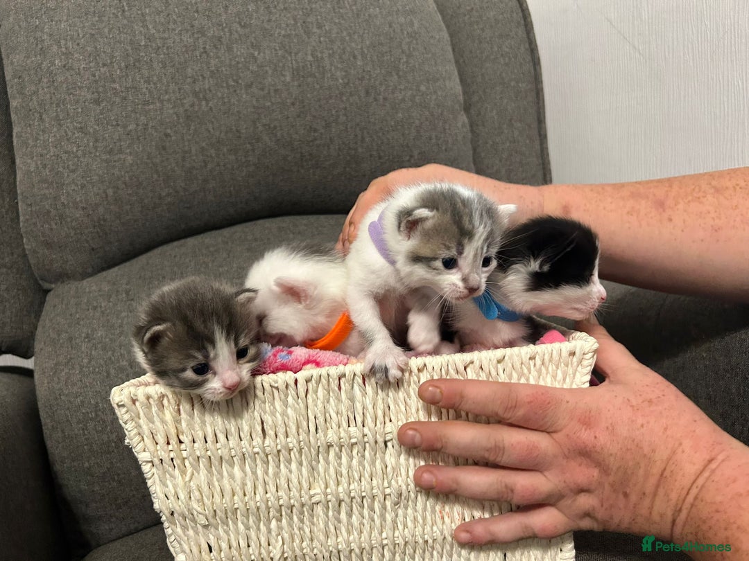Mixed Breed cats for sale: Beautiful kittens 3 girls 1 boy  - Image 1