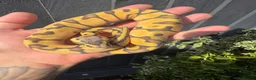 Python Snake reptiles for sale: Royal Python babies for sale…Various morphs. in Crewe - Advert 1
