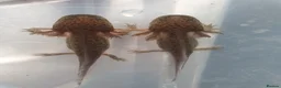 Axolotl reptiles for sale: Baby axolotls  - Advert 5