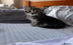 Mixed Breed cats for sale: Gorgeous mixed mainecoon kitten  - Image 5