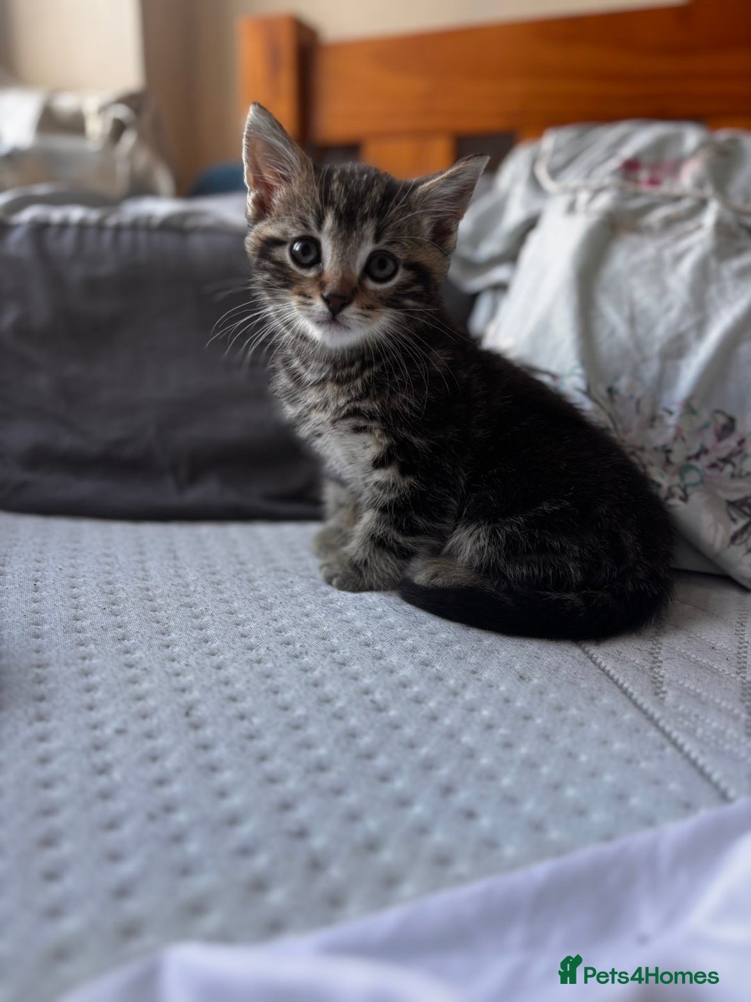 Mixed Breed cats for sale: Gorgeous mixed mainecoon kitten  - Image 5