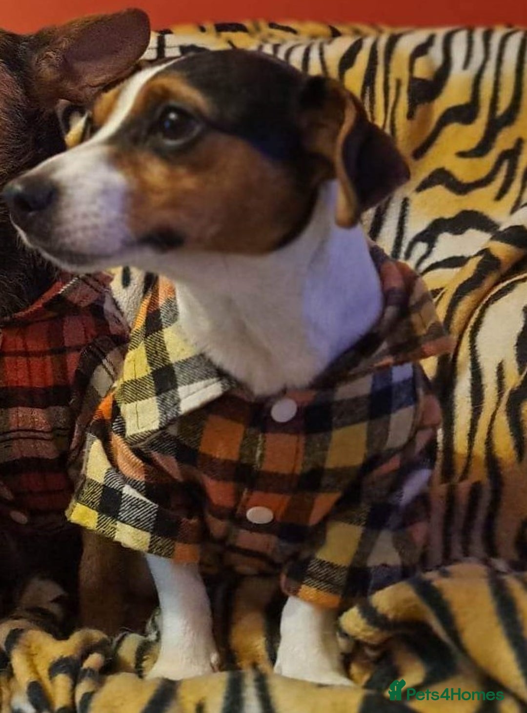 Mixed Breed dogs for sale: Rehoming 3/4 Jack Russell 1/4 Yorkshire Terrier - Advert 1