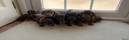 Dachshund dogs for sale: Dachshund  - Advert 6
