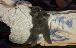 Maine Coon cats for sale: Beautiful GCCF reg Mainecoon kittens available  - Image 13